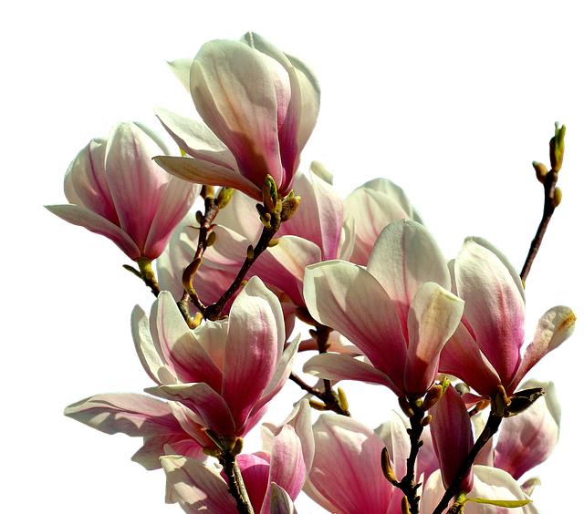 Understanding the Homesteading Exemption and Its Benefits