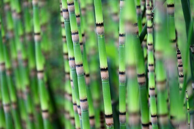 Understanding Horsetail Herb and Its Benefits for Hair Growth