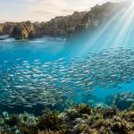Are Deep Cove Sardines Sustainable? Sourcing & Ocean Health